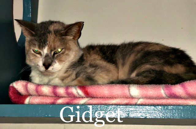 Gidget - Humane Society of Logan County
